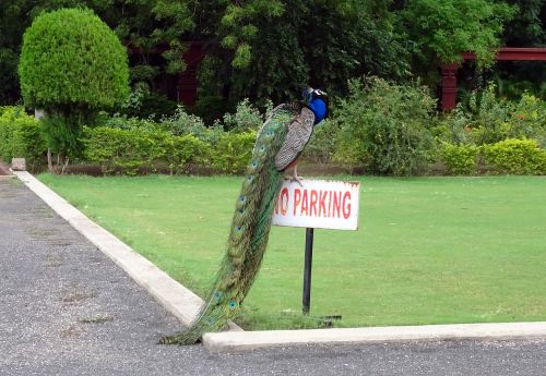 peacock bird plumage