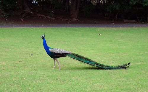 peacock bird plumage