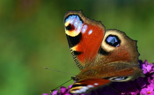 peacock butterfly insect