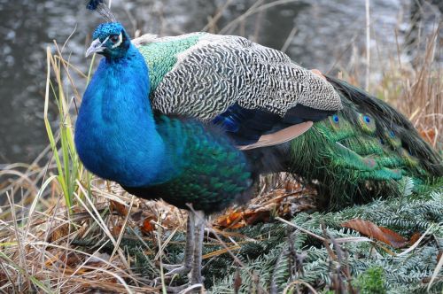 peacock bird park