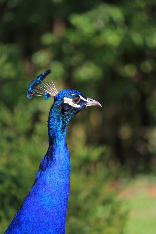 peacock bird blue