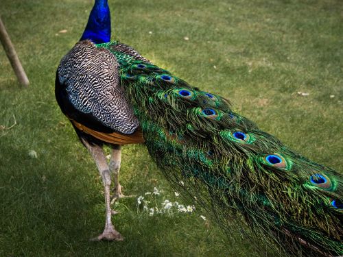 peacock spring halefjær