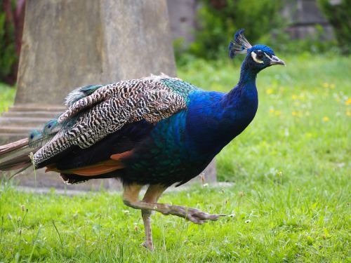 peacock animal castle garden