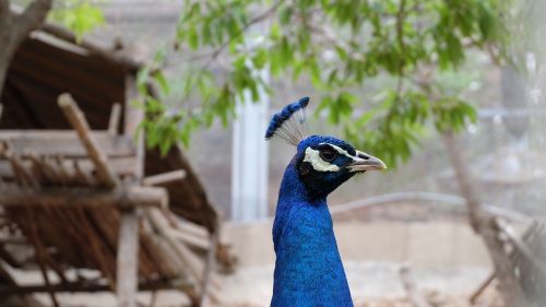 peacock blue peacock animal