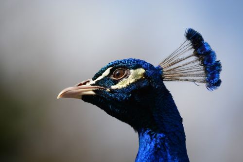 peacock head closeup