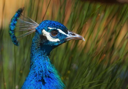 peacock close color