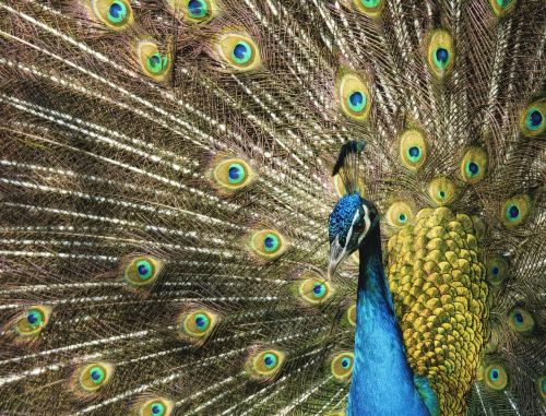 peacock vanity plumage
