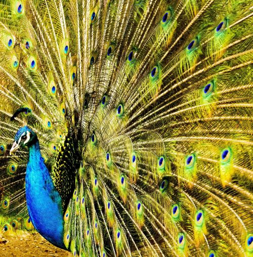 peacock plumage tail