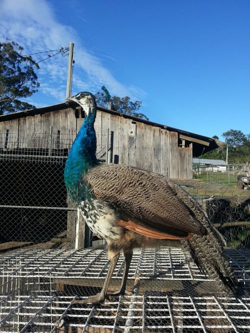 peacock farm nature