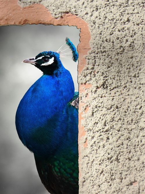 peacock bird animal