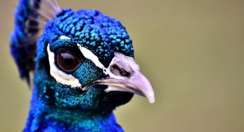 peacock bird animal