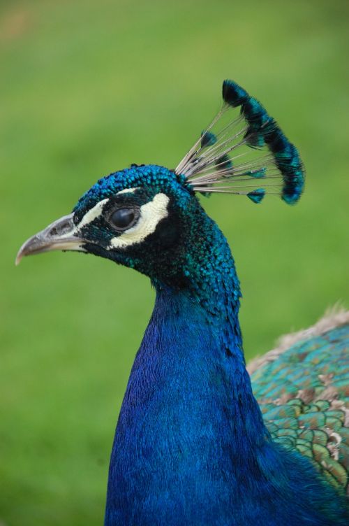 peacock bird animals