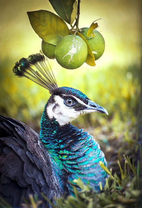 peacock bird animal