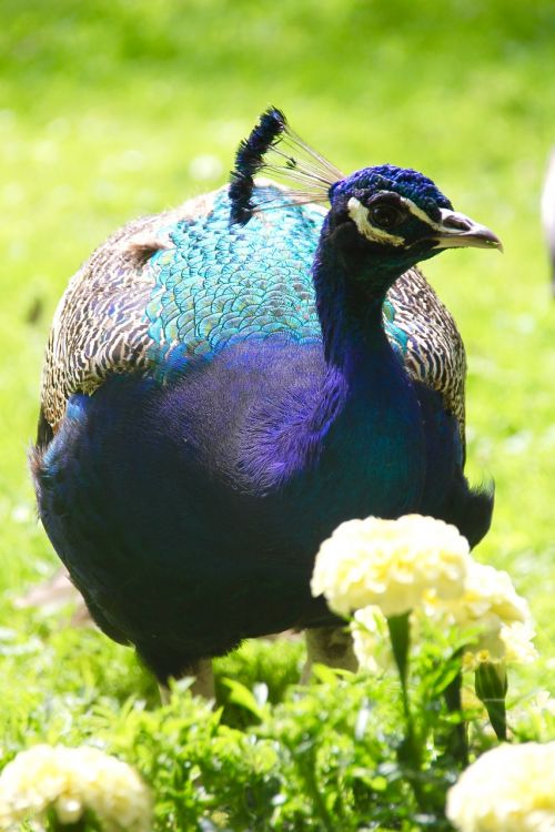 peacock bird animal