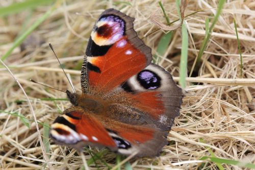 peacock butterfly insect