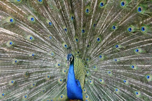 peacock bird peacock feathers