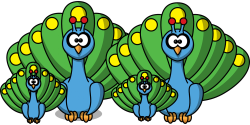 peacock family peachick