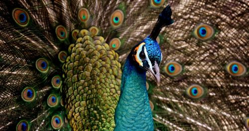 peacock beautiful colorful
