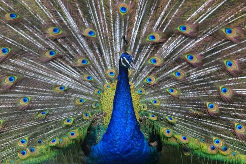 peacock feather bird