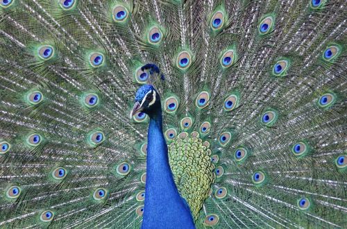 peacock feather bird