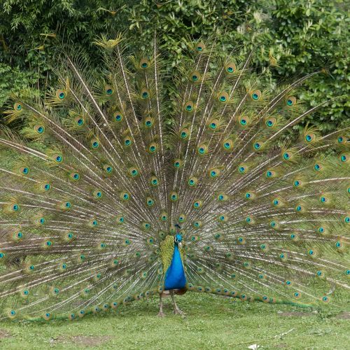 peacock bird feather