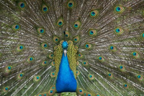 peacock bird feather