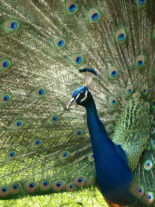 peacock iridescent blue