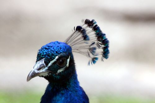 peacock bird head
