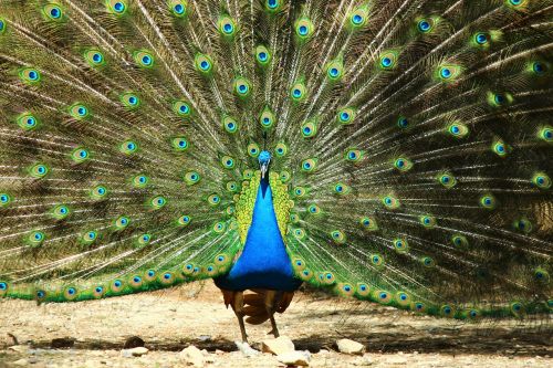 peacock birds exhibition