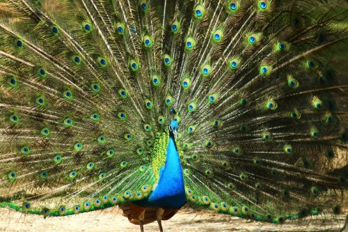 peacock birds tail