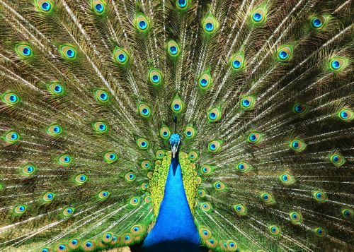 peacock birds tail
