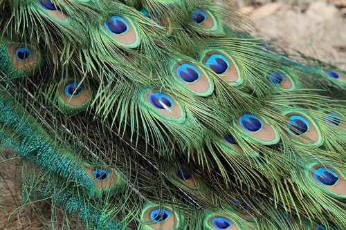 peacock  feather  bird