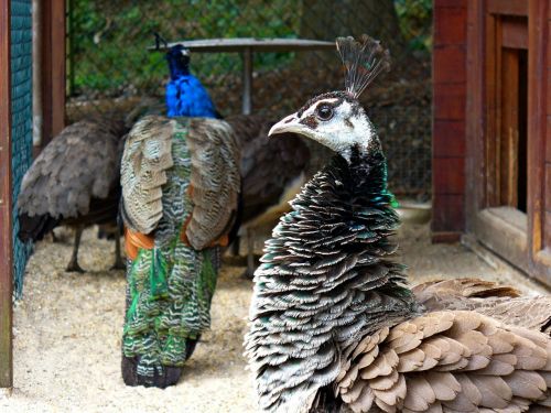 peacock bird feather