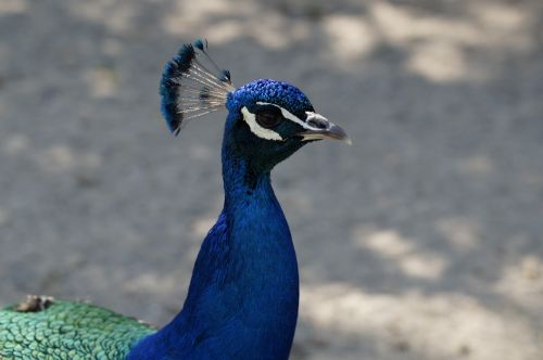 peacock males blue