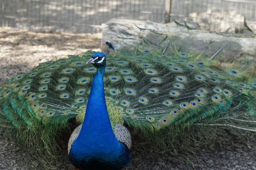 peacock males male