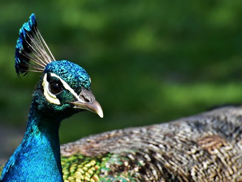 peacock  bird  poultry