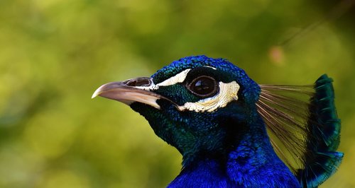 peacock  bird  poultry