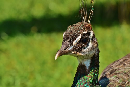 peacock  female  bird