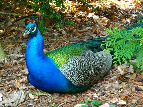 peacock bird peacock island