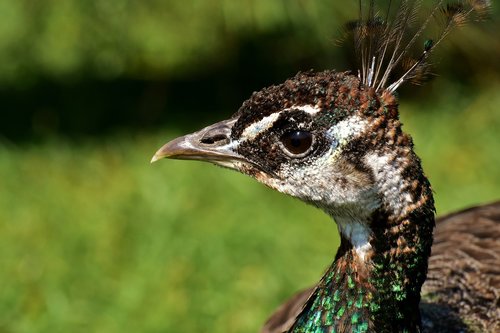 peacock  female  bird