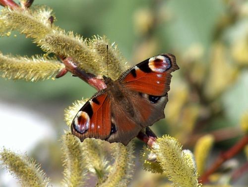 peacock butterfly nature