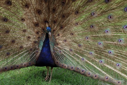peacock  fowl  bird