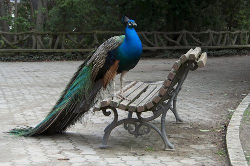 peacock  fauna  nature