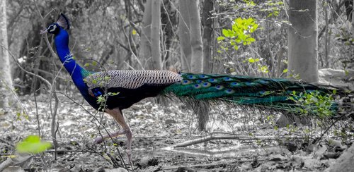 peacock  bird  wild