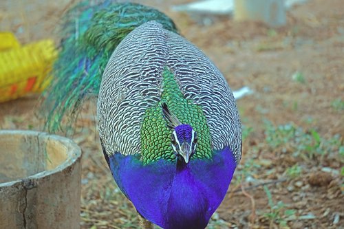 peacock  closeup  birds