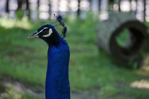 peacock  feather  peacock feathers