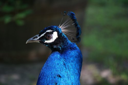 peacock  animal  bird