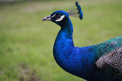 peacock  close up  bird