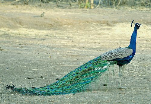 peacock  birds  wildlife