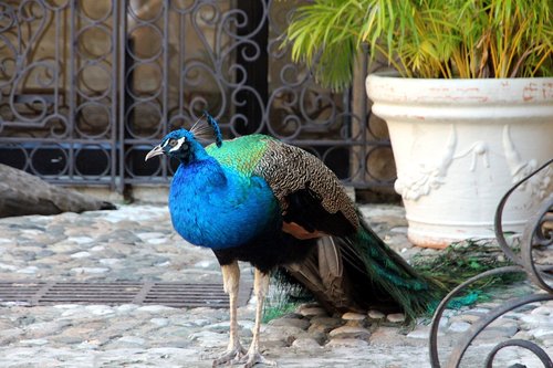 peacock  tail  bird